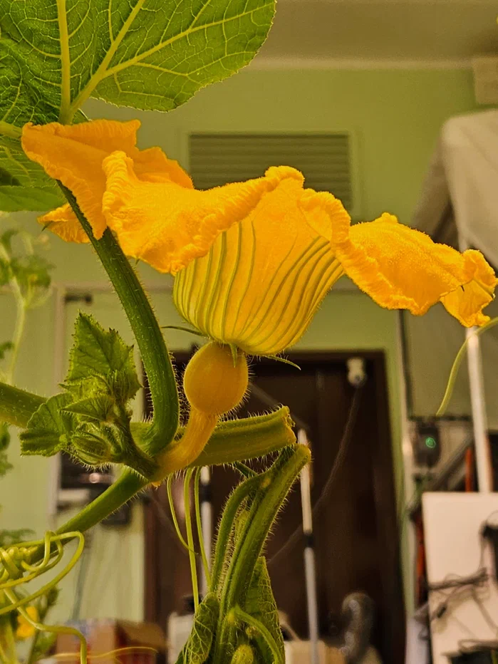 flower.png