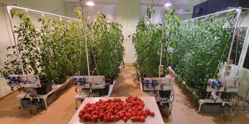 Урожай в лаборатории OverGrower