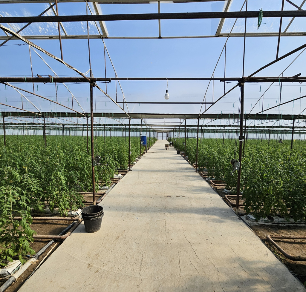 Теплица Дагестана по выращиванию томата автоматизирована GrowerMix под управлением OverGrower Теплица Дагестана по выращиванию томата автоматизирована GrowerMix под управлением OverGrower