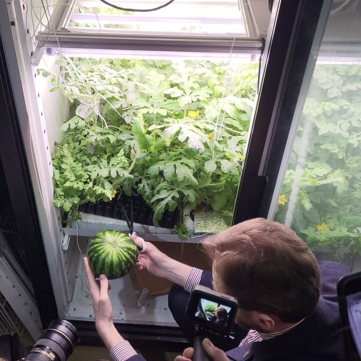 Roman Rybakov has collected a new crop of watermelons grown with the help of OverGrower