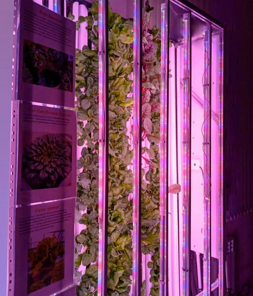 iceberg-tatsoi-red-kale.jpg