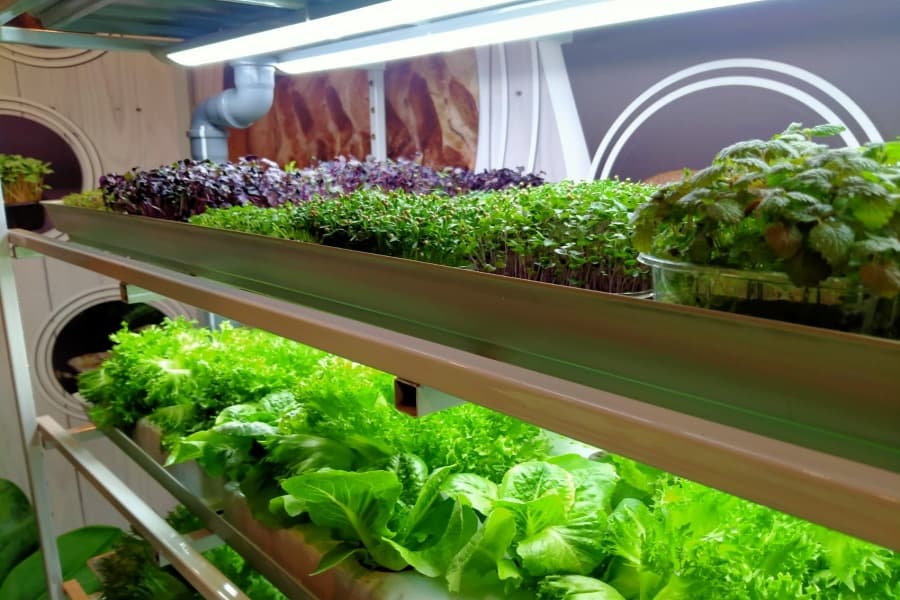 Сити-фермы на рынке вертикальных ферм