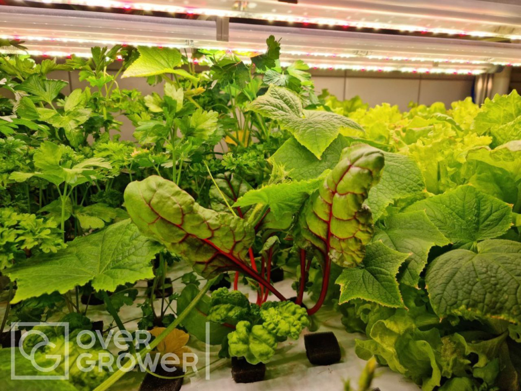 Салаты пряные травы и огурцы на установках CityFarmer от OverGrower Салаты пряные травы и огурцы на установках CityFarmer от OverGrower