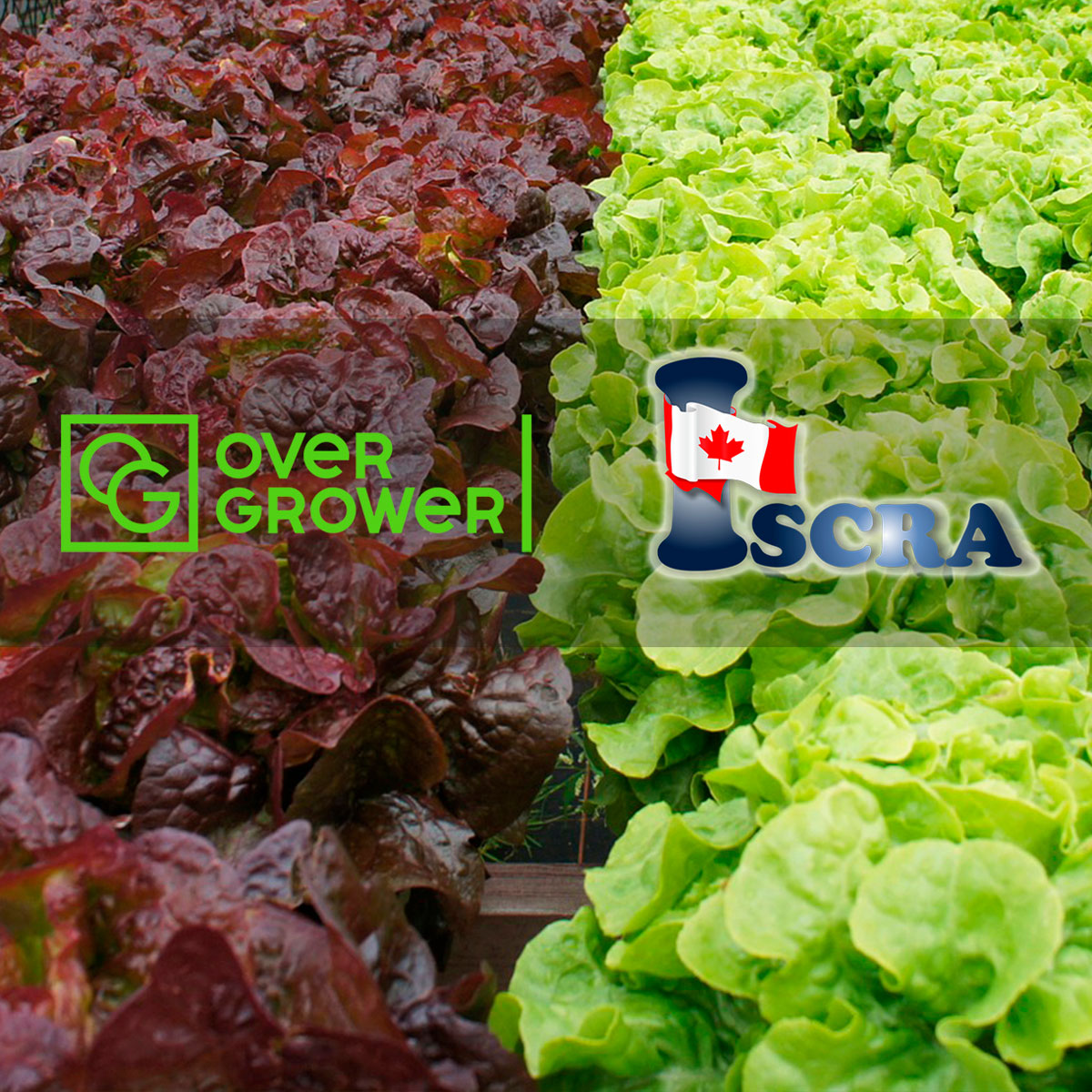 The Partnership Agreement with ISCRA E-Commerce Inc executed!