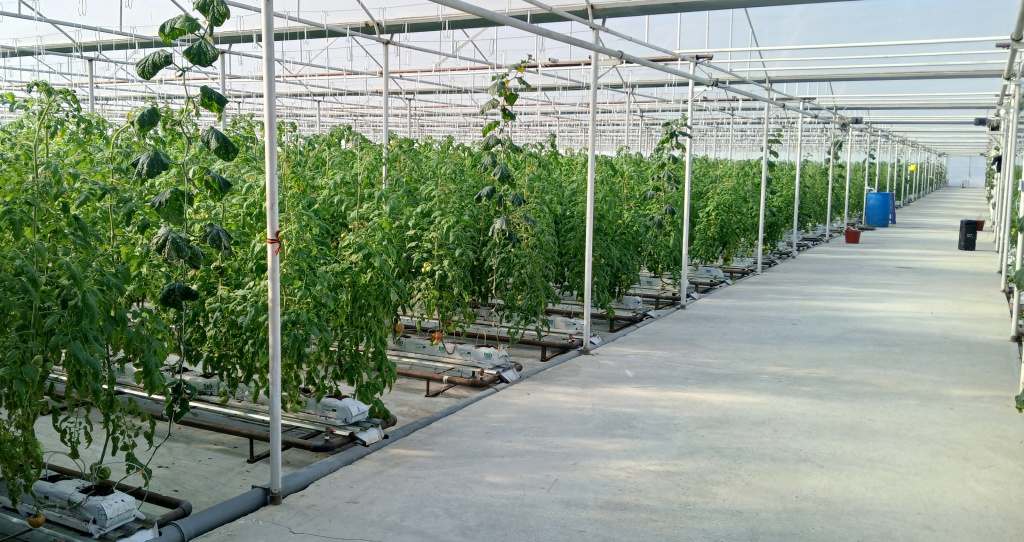 Растения томата в теплице Дагестана - автополив GrowerMix под управлением OverGrower Растения томата в теплице Дагестана - автополив GrowerMix под управлением OverGrower