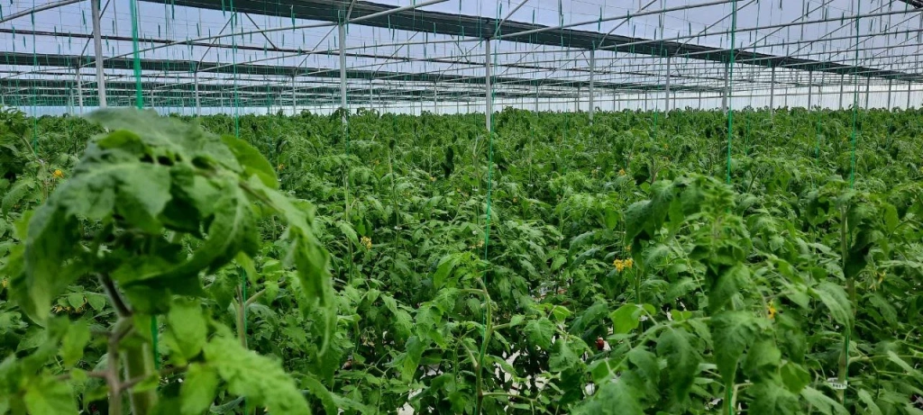 Greenhouse.jpg