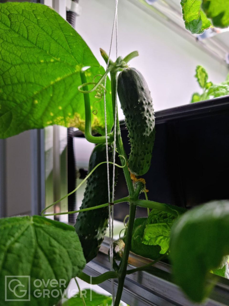 Огурцы растут в агроклассе на аэропонном стеллаже CityFarmer в школе Сота Тольятти Огурцы растут в агроклассе на аэропонном стеллаже CityFarmer в школе Сота Тольятти