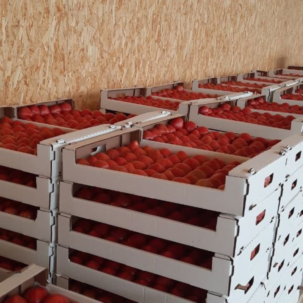 Tomatoes.jpg