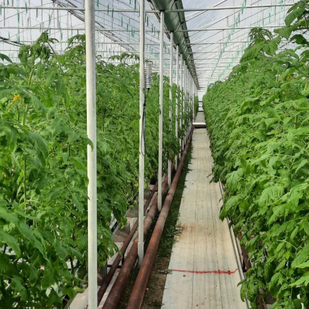 Greenhouse.jpg