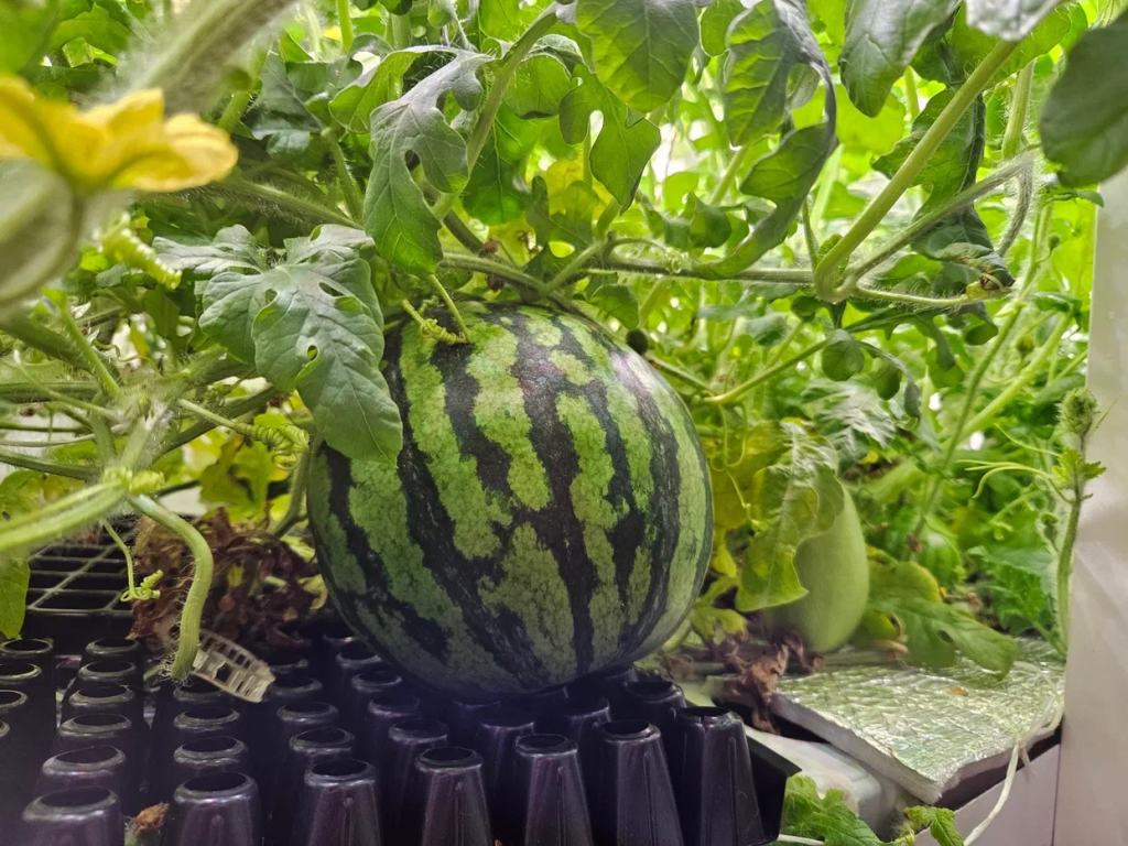 Watermelon.png