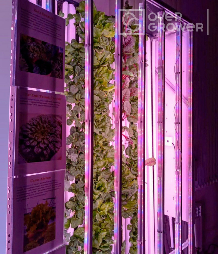 Гидропонная установка GrowPillar с выращенной на территории МАОУ СОШ №218 зеленью