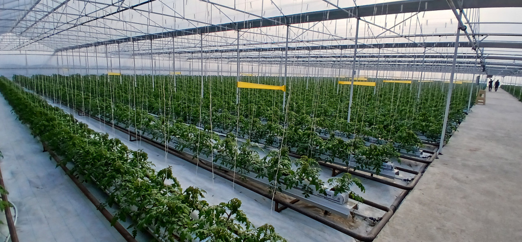 Теплица Дагестана по выращиванию томата автоматизирована GrowerMix под управлением OverGrower Теплица Дагестана по выращиванию томата автоматизирована GrowerMix под управлением OverGrower