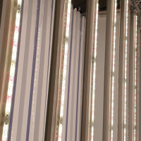 Phytolamp LuxaVita FourSided