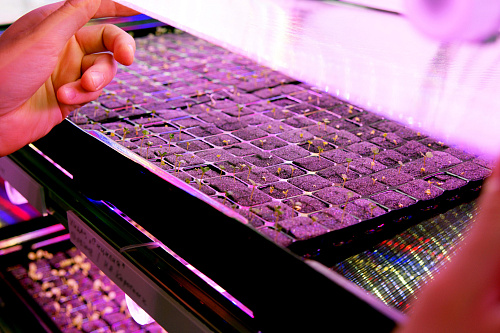 Технологический стол CityFarmer Проращивание