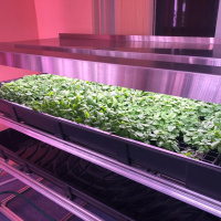 Технологический стол CityFarmer Проращивание