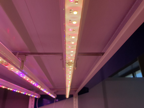 Phytolamp LuxaVita One