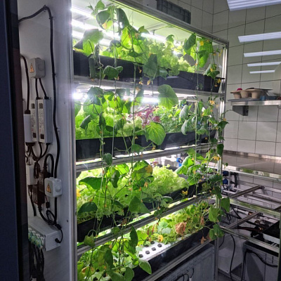 Аэропонная установка CityFarmer Доращивание от OverGrower