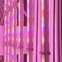 Phytolamp LuxaVita FourSided