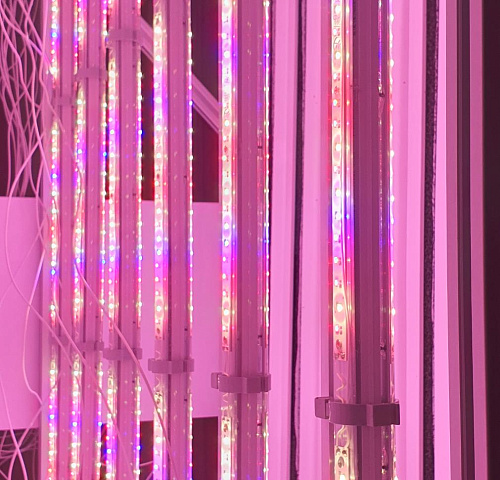 Phytolamp LuxaVita FourSided