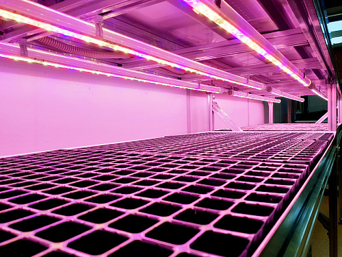 Технологический стол CityFarmer Проращивание