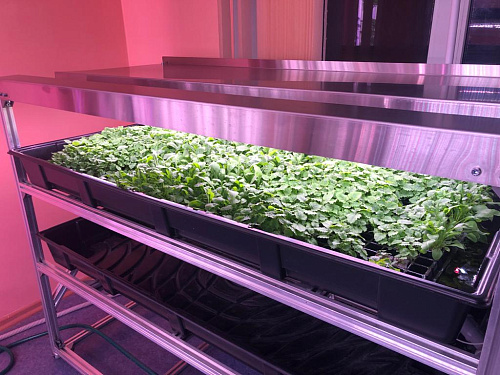 Технологический стол CityFarmer Проращивание